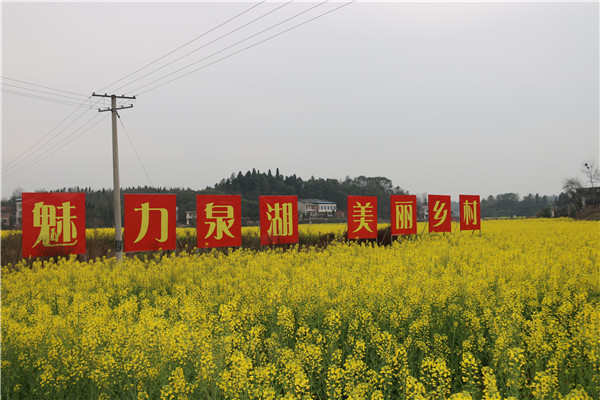 魅力泉湖美麗鄉(xiāng)村菜花黃.JPG