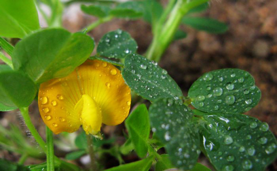 花生取代玉米種植究竟靠譜不？專家稱要理性對待