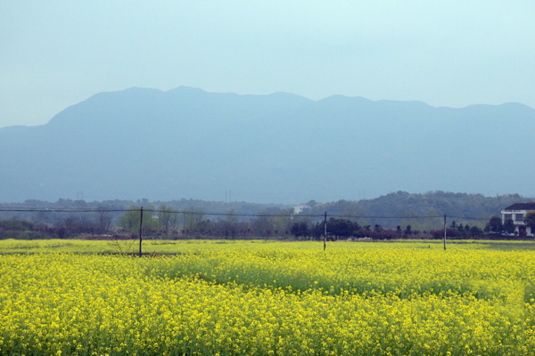 油菜機械化種植示范基地花開正盛.jpg