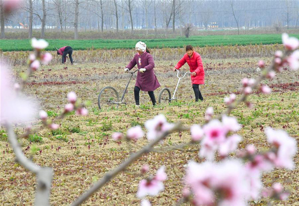 3月19日，安徽亳州市譙城區(qū)五馬村的村民對中藥材白芍進(jìn)行田間管理。.jpg