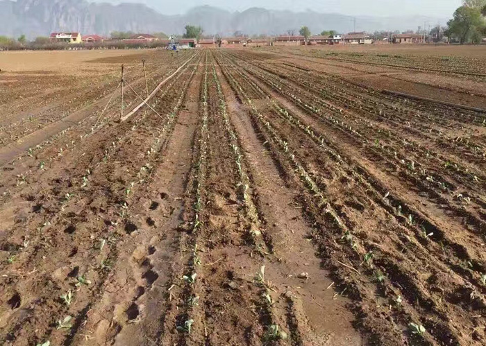 富來威甘藍移栽機種植效果.jpg