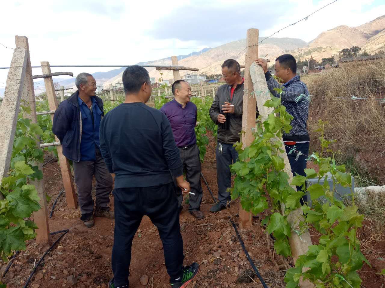 成都華宏生物科技有限公司云南賓川示范基地結(jié)碩果