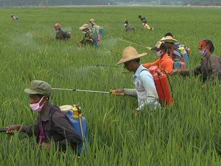 神奇植物：能“吃掉”土壤中100多種農(nóng)藥殘留！大家都當個寶！