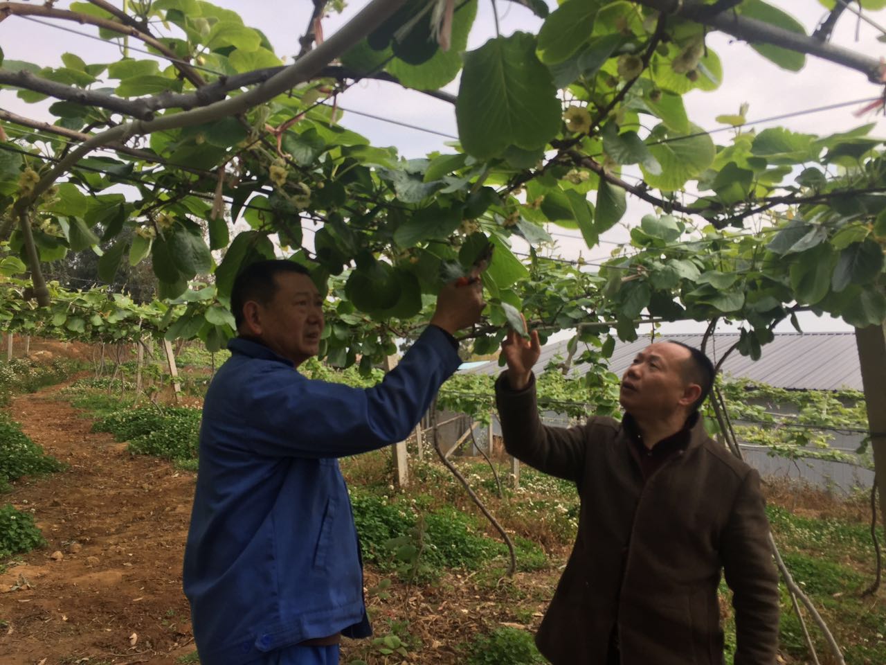 成都華宏生物水肥一體方案打造富硒有機(jī)獼猴桃種植