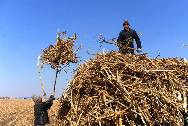 吉林省農(nóng)安縣萬順鎮(zhèn)農(nóng)民在田間清理回收玉米秸稈。.jpg