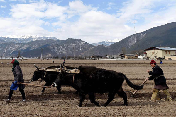 云南省迪慶藏族自治州香格里拉市建塘鎮(zhèn)解放村的藏族農(nóng)民在牽牛犁地。.jpg