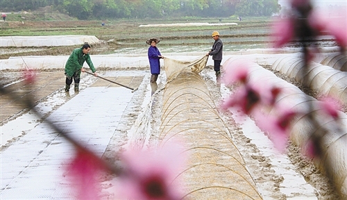 3月24日，江西省永豐縣潭城鄉(xiāng)白水門水庫灌區(qū)，農(nóng)民在忙著播種水稻。.jpg