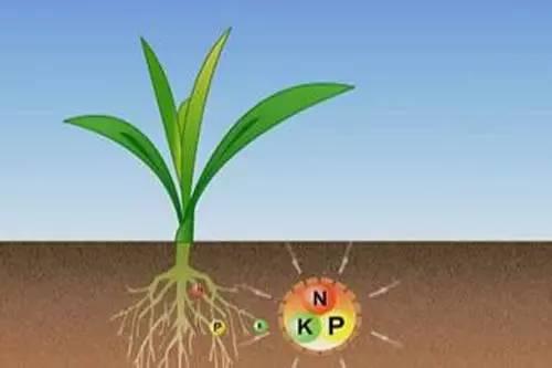 新型肥料真的要反客為主？專(zhuān)家：還需要一定時(shí)間