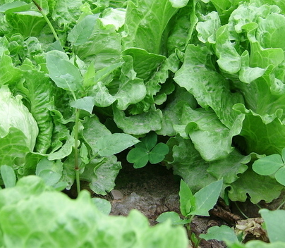 生菜種植氣候土壤條件