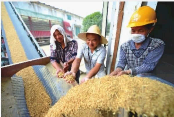 國家糧食局：夏糧收購面臨倉儲壓力.jpg