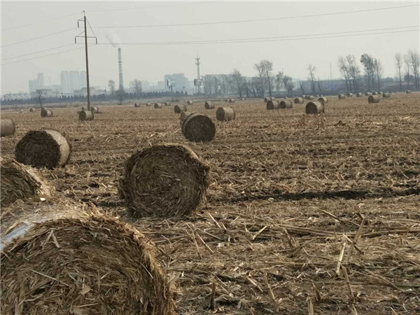 潤源打捆機(jī)打捆的草捆擺放在田間，等待運(yùn)輸.jpg