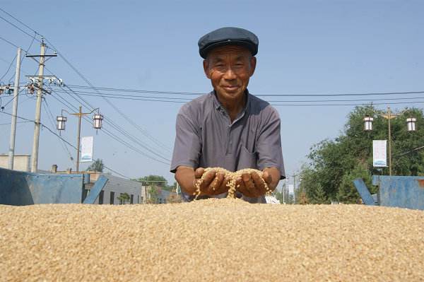 今年夏糧收購工作準(zhǔn)備就緒 確保讓農(nóng)民賣舒心糧.jpg