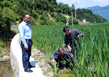 縣農(nóng)技中心土肥站開展土壤調(diào)節(jié)劑示范工作