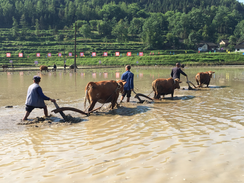 湘西第二屆農(nóng)耕民俗文化節(jié)  跨界融合的全民盛會(huì)