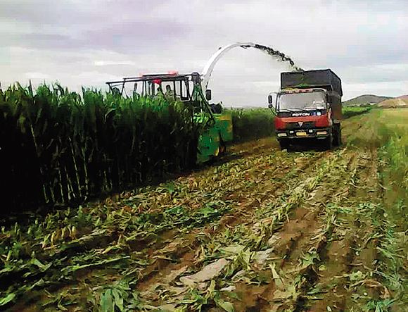 盲目跟風種植問題嚴重，種植玉米促進農(nóng)民增收