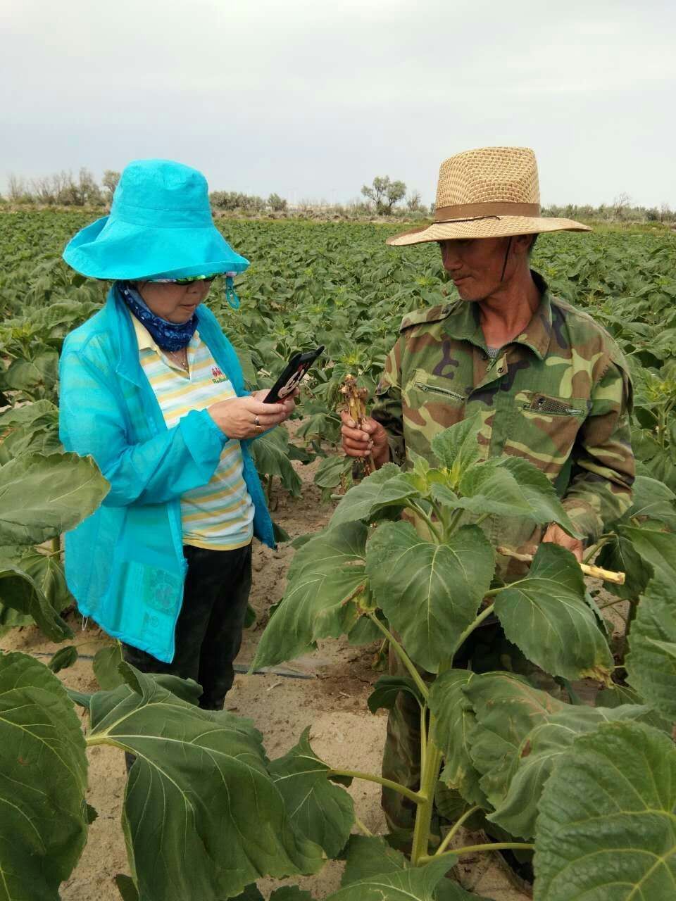 華宏生物攜手福?？h農(nóng)技推廣中心突破列當(dāng)防治難題