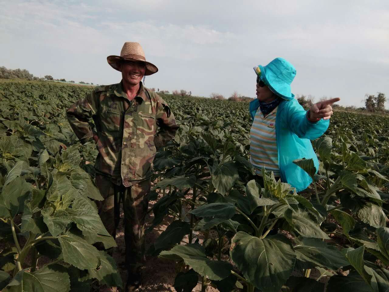 華宏生物攜手福海縣農(nóng)技推廣中心突破列當(dāng)防治難題