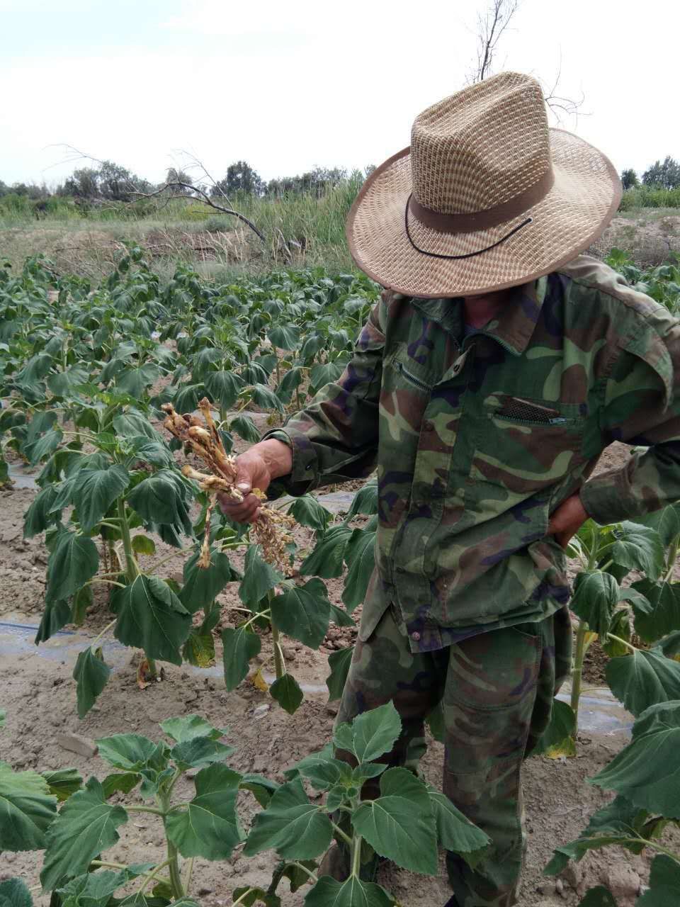 華宏生物攜手福海縣農(nóng)技推廣中心突破列當(dāng)防治難題