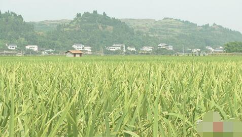 高溫少雨“暴擊”重慶 土壤也快遭不住了