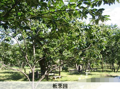 板栗園夏季怎么改良土壤？