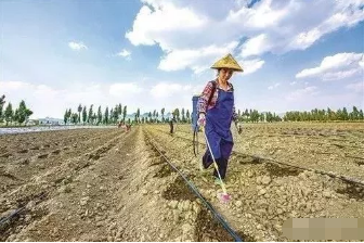 土傳病蟲害危害大，土壤消毒怎樣更有效