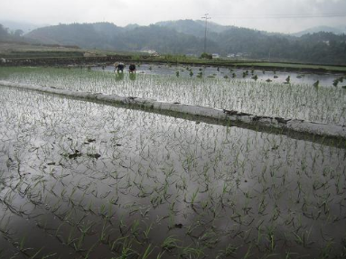 水稻“花而不實” 土壤需要調(diào)理