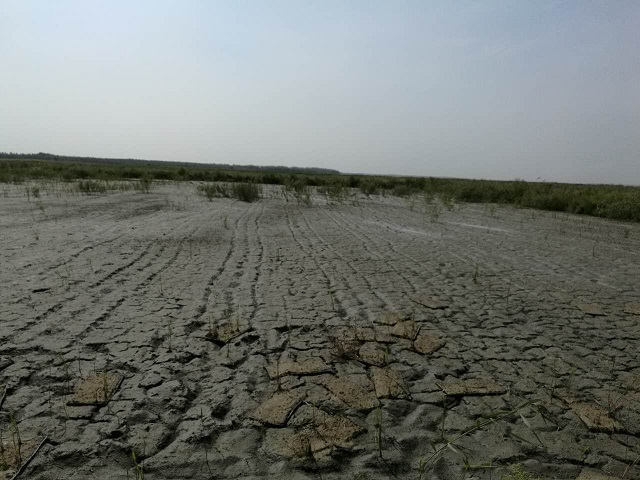 厲害了！土壤鹽漬化治理技術(shù)新突破