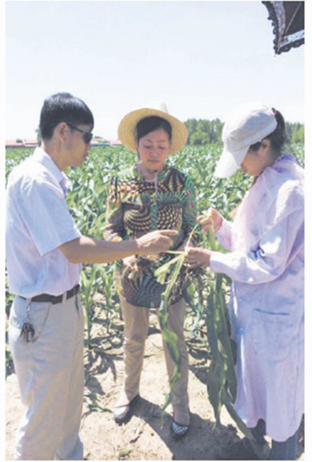 金大姐的微生物肥料種植農(nóng)作物探尋之路！