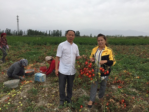 成都華宏生態(tài)攜手巴州農(nóng)科院防治番茄列當(dāng)獲成效