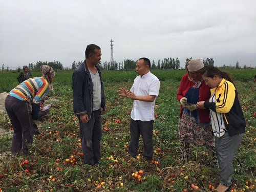 成都華宏生態(tài)攜手巴州農(nóng)科院防治番茄列當(dāng)獲成效