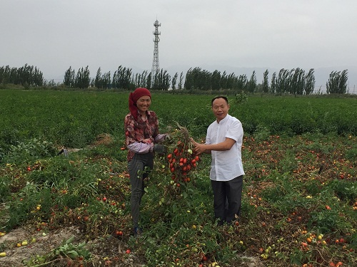 成都華宏生態(tài)攜手巴州農(nóng)科院防治番茄列當(dāng)獲成效