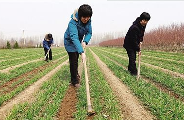 補(bǔ)充了土壤水分 “及時(shí)雪”帶來豐收希望