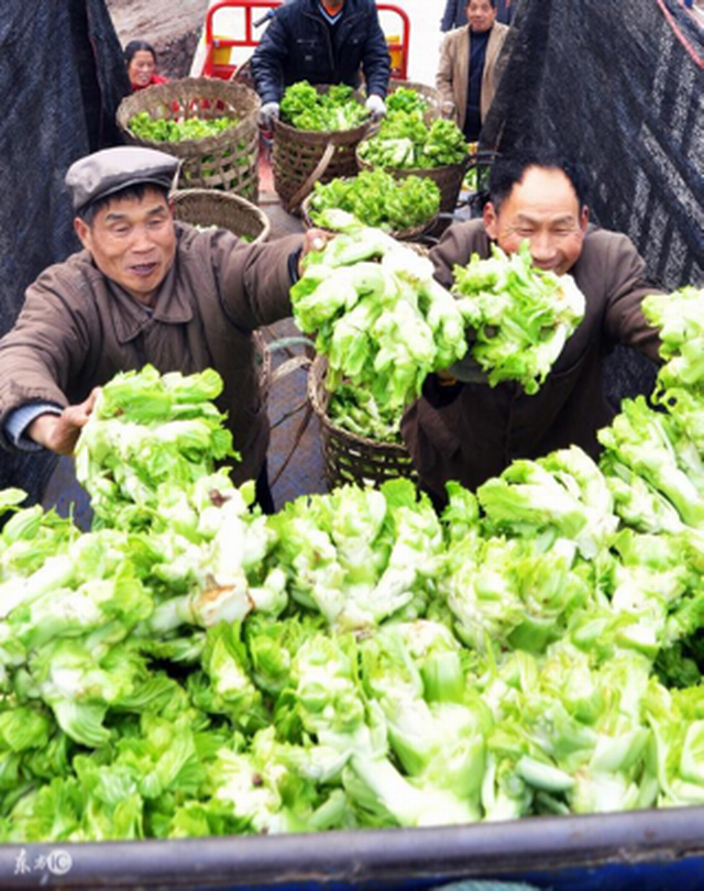 田里驚現(xiàn)奇葩菜，農民不要葉只要心