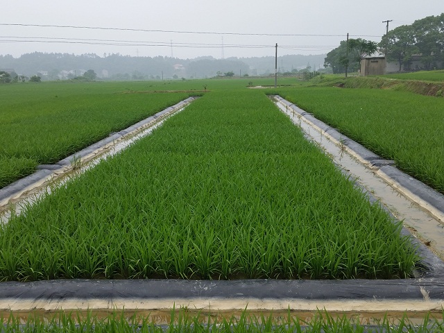 成都華宏生物耕地土壤鎘污染治理實(shí)驗(yàn)喜獲成功