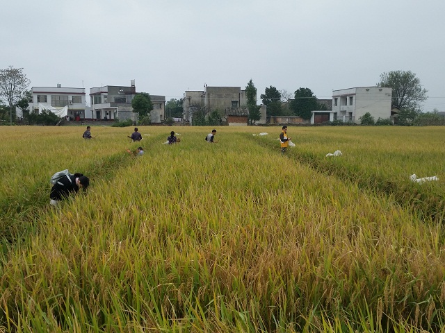 成都華宏生物耕地土壤鎘污染治理實(shí)驗(yàn)喜獲成功