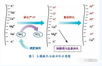 我國農田土壤酸化調控的科學問題與技術措施