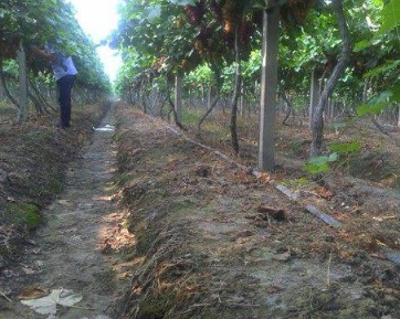 葡萄種植建園前的土壤準備及改良技術