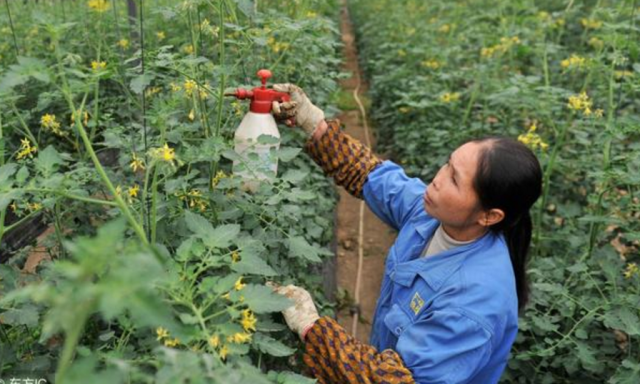 農(nóng)民創(chuàng)業(yè)為何屢屢失敗?這幾個雷區(qū)，種植項目一定要注意!