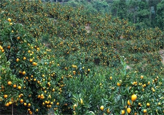 果樹種植為何“不怕行里密，就怕密了行”？