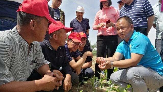 割苗促增產(chǎn)  農(nóng)民嘗甜頭！