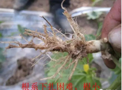 蔬菜定植后土壤惡化怎么辦？