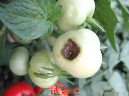 蔬菜定植后土壤惡化怎么辦？