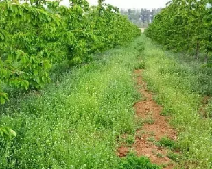 利用果園生草提高土壤中有機質(zhì)含量