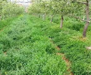 利用果園生草提高土壤中有機質(zhì)含量