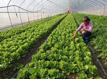 大棚蔬菜進(jìn)入拔園歇茬期如何進(jìn)行土壤消毒