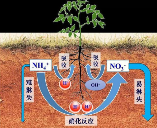 土壤酸化的幾個(gè)冷知識(shí)！銨態(tài)氮肥會(huì)引起土壤酸化？