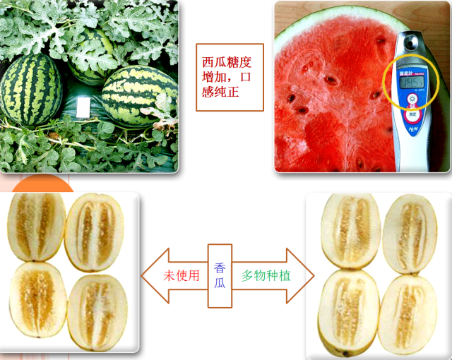 “多物”農(nóng)用酵素問與答  (之三)