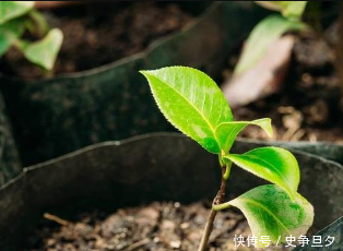 生石灰還有如此功效？解決土壤酸化、防治土傳病害！