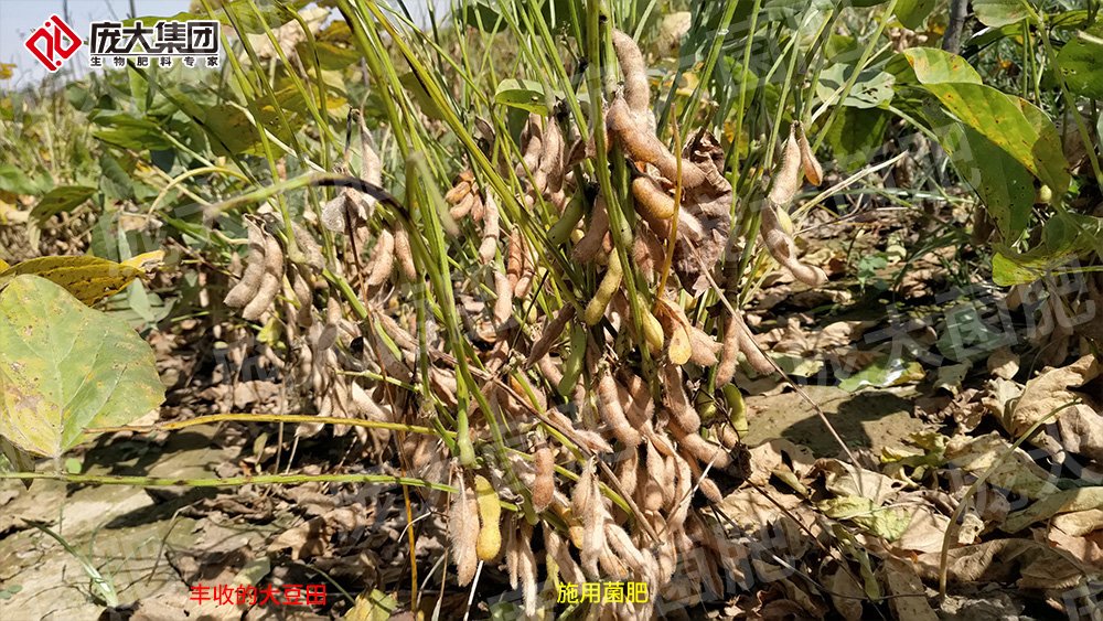 施用龐大菌肥，大豆喜獲豐收