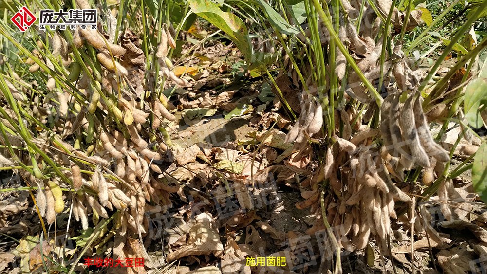 施用龐大菌肥，大豆喜獲豐收